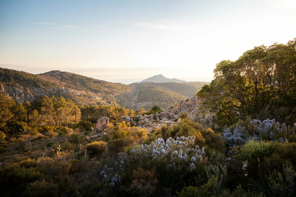 photo du maquis corse, proche des calanques de Piana