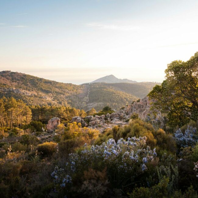 photo du maquis corse, proche des calanques de Piana